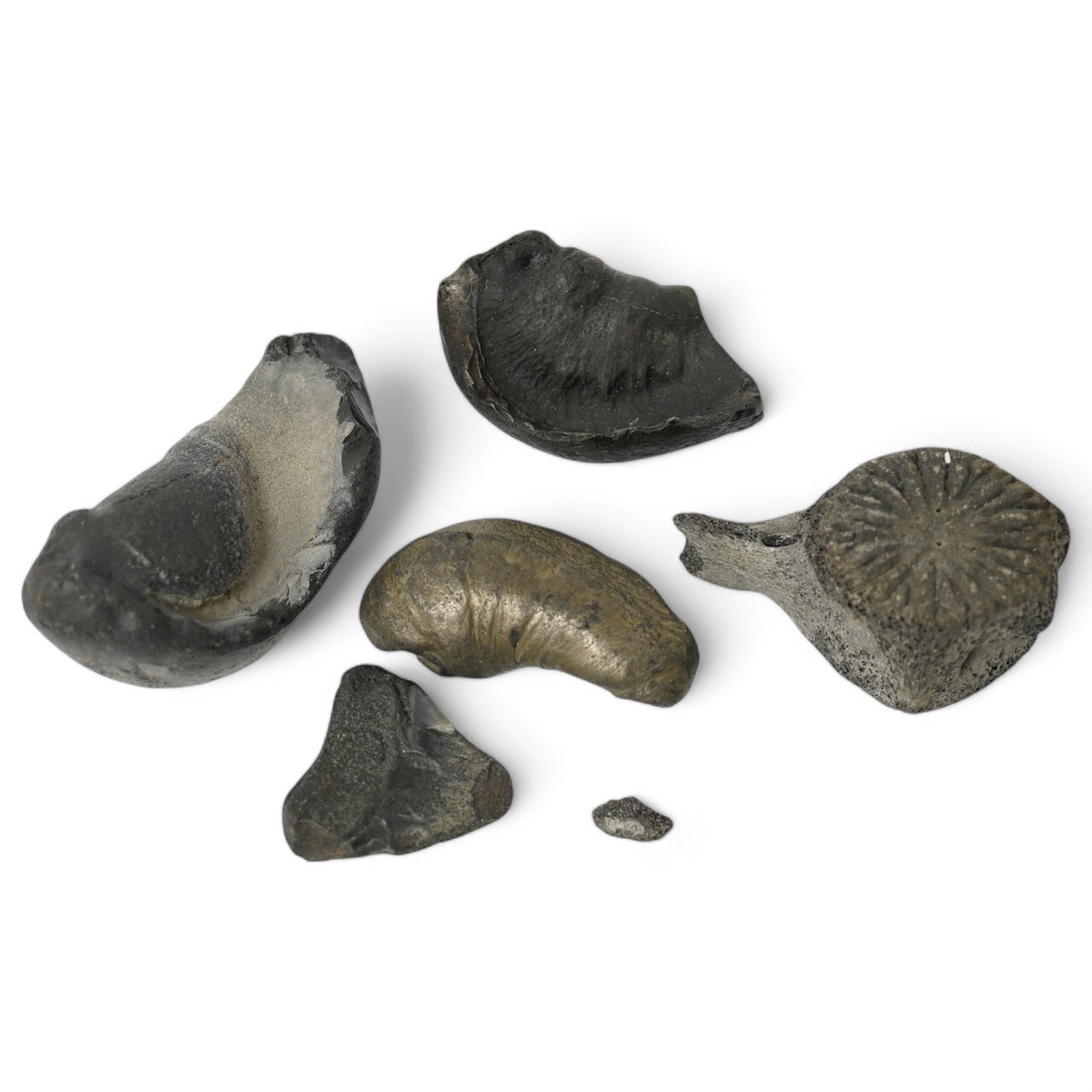 Five fossilised whale ear drums, largest 9cm long. Condition - mostly fair to good, one with small break